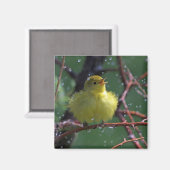 Aimant Paruline (Recto/Verso)