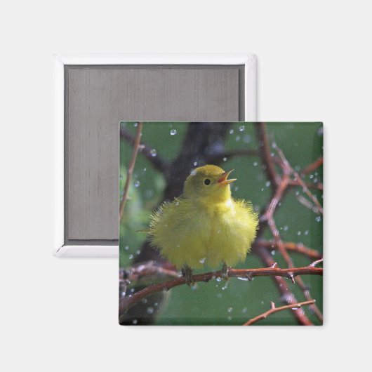 Aimant Paruline (Recto/Verso)