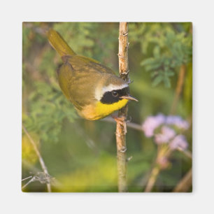 Aimant Paruline masquée (Geothlypis trichas) mâle,