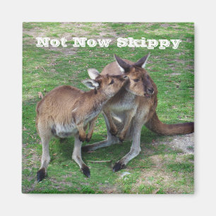 Aimant Pas maintenant Skippy
