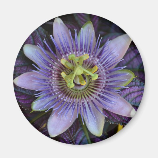 Aimant Passiflora violet Fleur de passion (Devant)