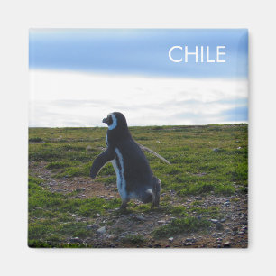 Aimant Patagonie Chili Pingouin