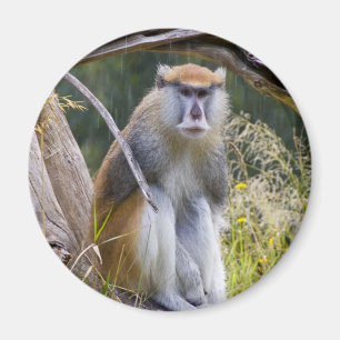 Aimant Patas Monkey
