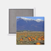 Aimant Patch Citrouille Flathead Valley Montana (Recto/Verso)