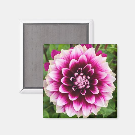 Aimant Patches Dahlia (Recto/Verso)