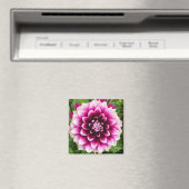Aimant Patches Dahlia (In Situ (Lave-vaisselle))