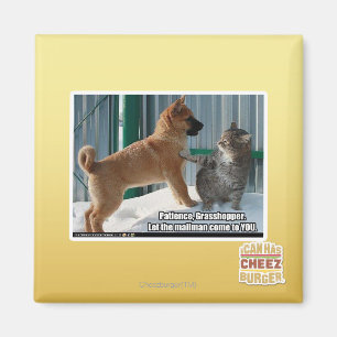 Aimant Patience, sauterelle.