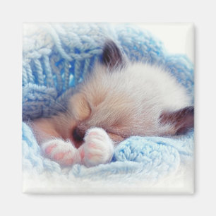Aimant Pattes siamoises de chaton de sommeil