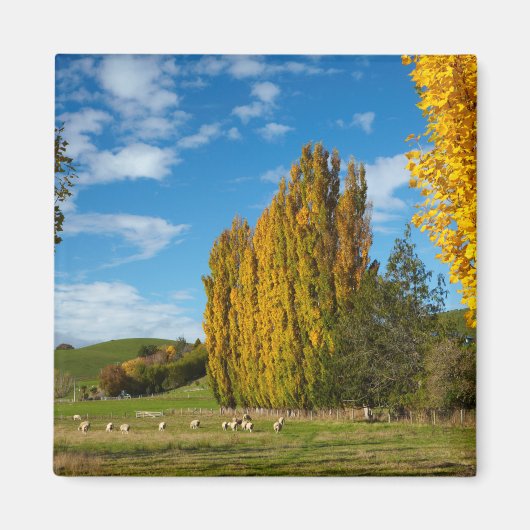 Aimant Pâturage avec des moutons (Devant)