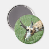 Aimant Pâturage d'antilope à fourche A11 (Recto/Verso)