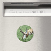 Aimant Pâturage d'antilope à fourche A11 (In Situ (Lave-vaisselle))