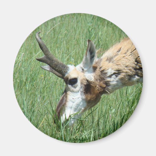 Aimant Pâturage d'antilope à fourche A11 (Devant)