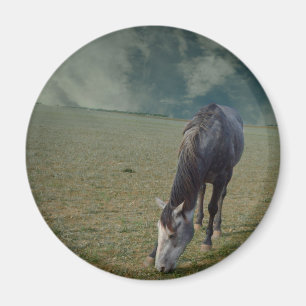 Aimant Pâturage De Cheval Roan En Paddock