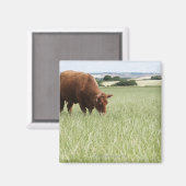 Aimant Pâturage de vache dans la prairie (Recto/Verso)