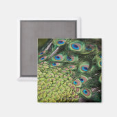 Aimant Pavo cristatus avec queue (Recto/Verso)