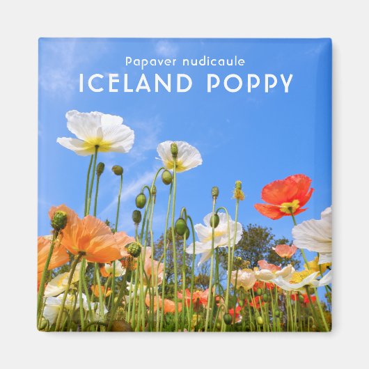 Aimant Pavot d'Islande (Devant)