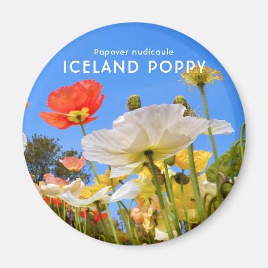 Aimant Pavot d'Islande (Devant)