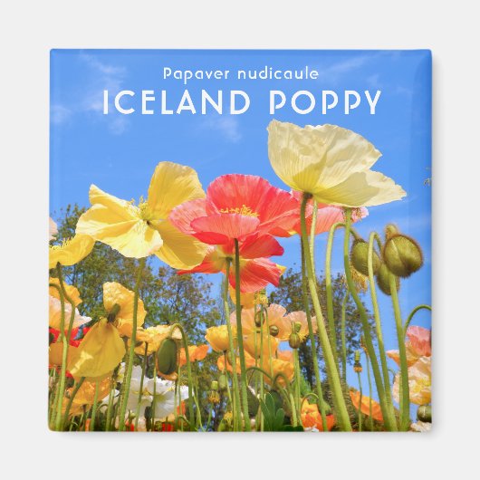 Aimant Pavot d'Islande (Devant)