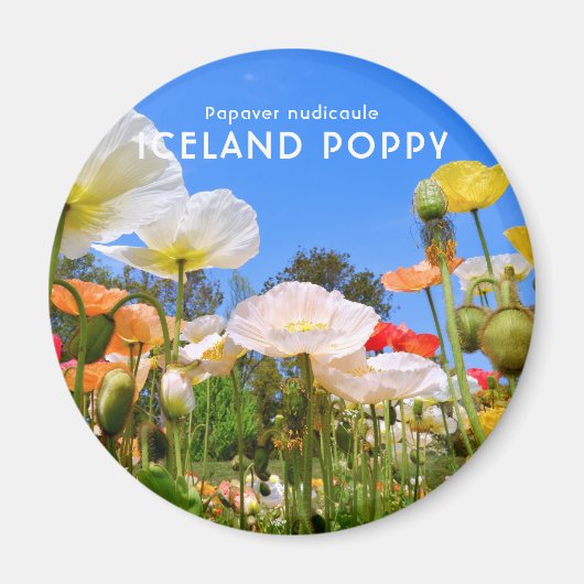 Aimant Pavot d'Islande (Devant)