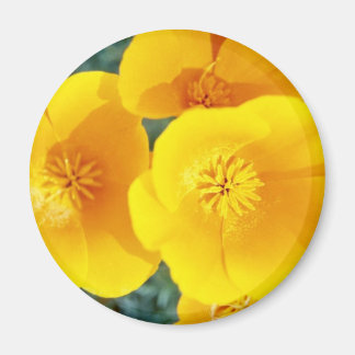 Aimant pavot jaune de Californie en fleurs pleines