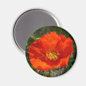 Aimant Pavot rouge de l'Alaska Fleur colorée (Recto/Verso)