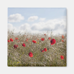 Aimant Pavot rouge, Picardie, la Somme, Pont Remy