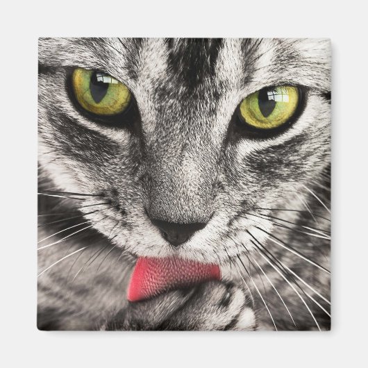 Aimant Paw de cueillette de chat Tabby (Devant)
