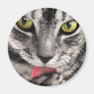 Aimant Paw de cueillette de chat Tabby