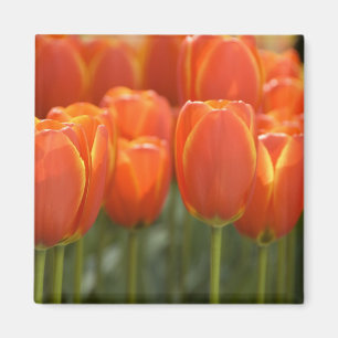 Aimant Pays-Bas aka Hollande), Lisse. Keukenhof 7