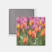 Aimant Pays-Bas (alias Holland), Lisse. Keukenhof (Recto/Verso)