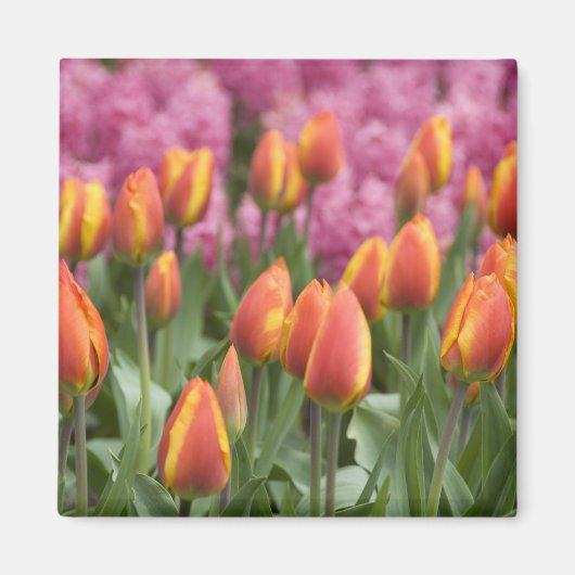 Aimant Pays-Bas (alias Holland), Lisse. Keukenhof (Devant)
