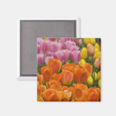 Aimant Pays-Bas alias Holland), Lisse. Keukenhof 4 (Recto/Verso)