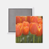 Aimant Pays-Bas alias Holland), Lisse. Keukenhof 7 (Recto/Verso)