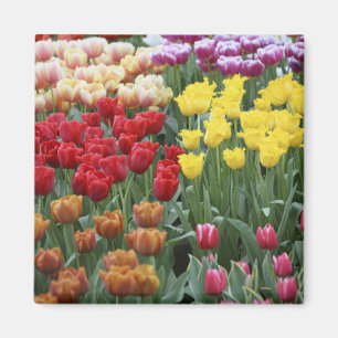 Aimant Pays-Bas, Jardins de Keukenhoff, tulipes.