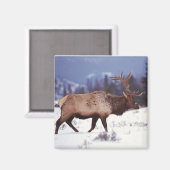 Aimant Pays du cerf (Recto/Verso)
