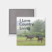 Aimant Pays Vivant Chevaux jouant de l'aimant (Recto/Verso)