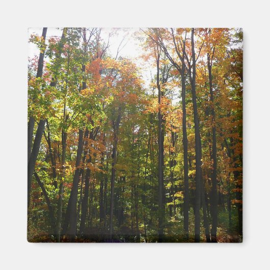 Aimant Paysage d'automne de forêt ensoleillée (Devant)
