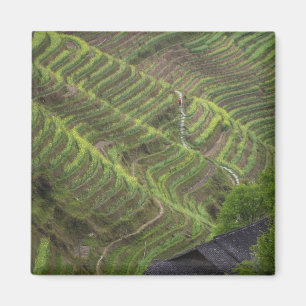 Aimant Paysage de rizières en terrasses dans la montagne,