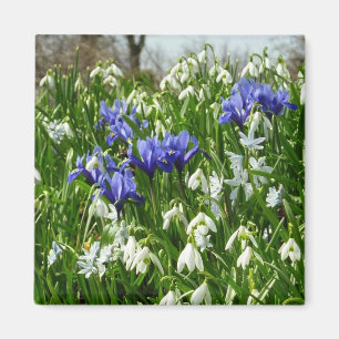 Aimant Paysage des fleurs du début du printemps