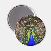 Aimant Peacock (Recto/Verso)
