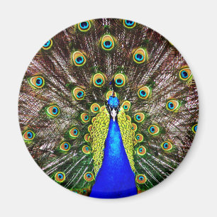 Aimant Peacock