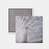 Aimant Peacock blanc (Recto/Verso)