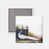 Aimant Peacock blanc (Recto/Verso)