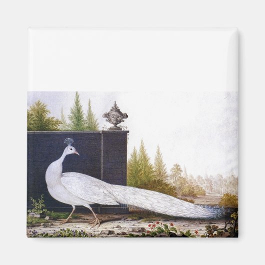 Aimant Peacock blanc (Devant)