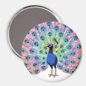 Aimant Peacock coloré (Recto/Verso)
