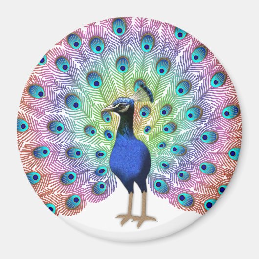 Aimant Peacock coloré (Devant)