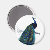 Aimant Peacock couleur bleu vintage (Recto/Verso)