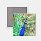 Aimant Peacock Plumage (Recto/Verso)