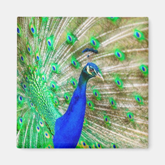 Aimant Peacock Plumage (Devant)