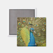Aimant Peacock strutting (Recto/Verso)